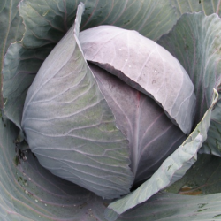 Kapusta Romanov F1 2500 nasion PR st